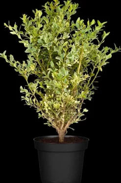 Ilex crenata (Japanse hulst)
