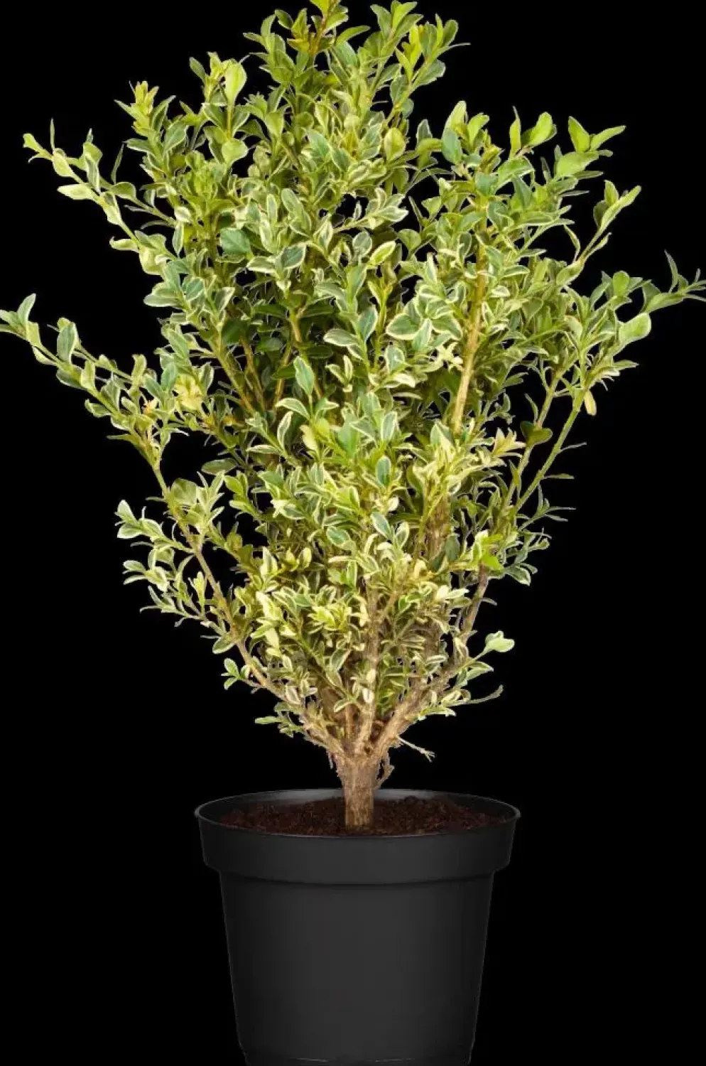 Ilex crenata (Japanse hulst)