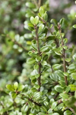 Ilex crenata (Japanse hulst)