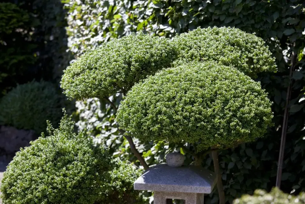 Ilex crenata (Japanse hulst)
