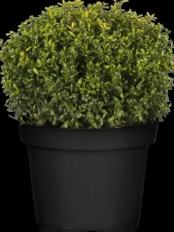 Ilex crenata (Japanse hulst)