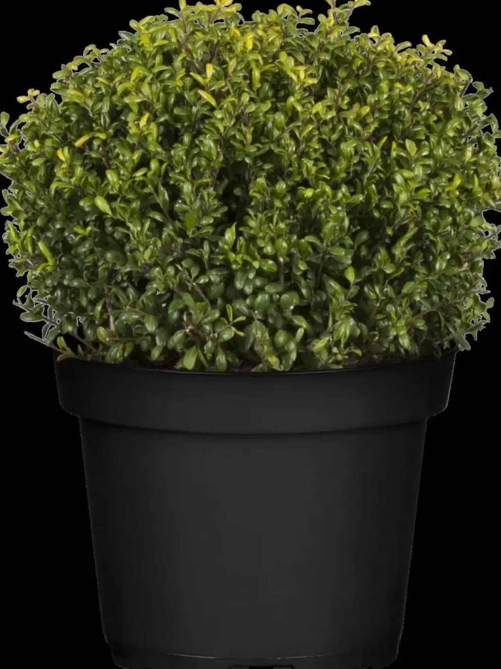 Ilex crenata (Japanse hulst)