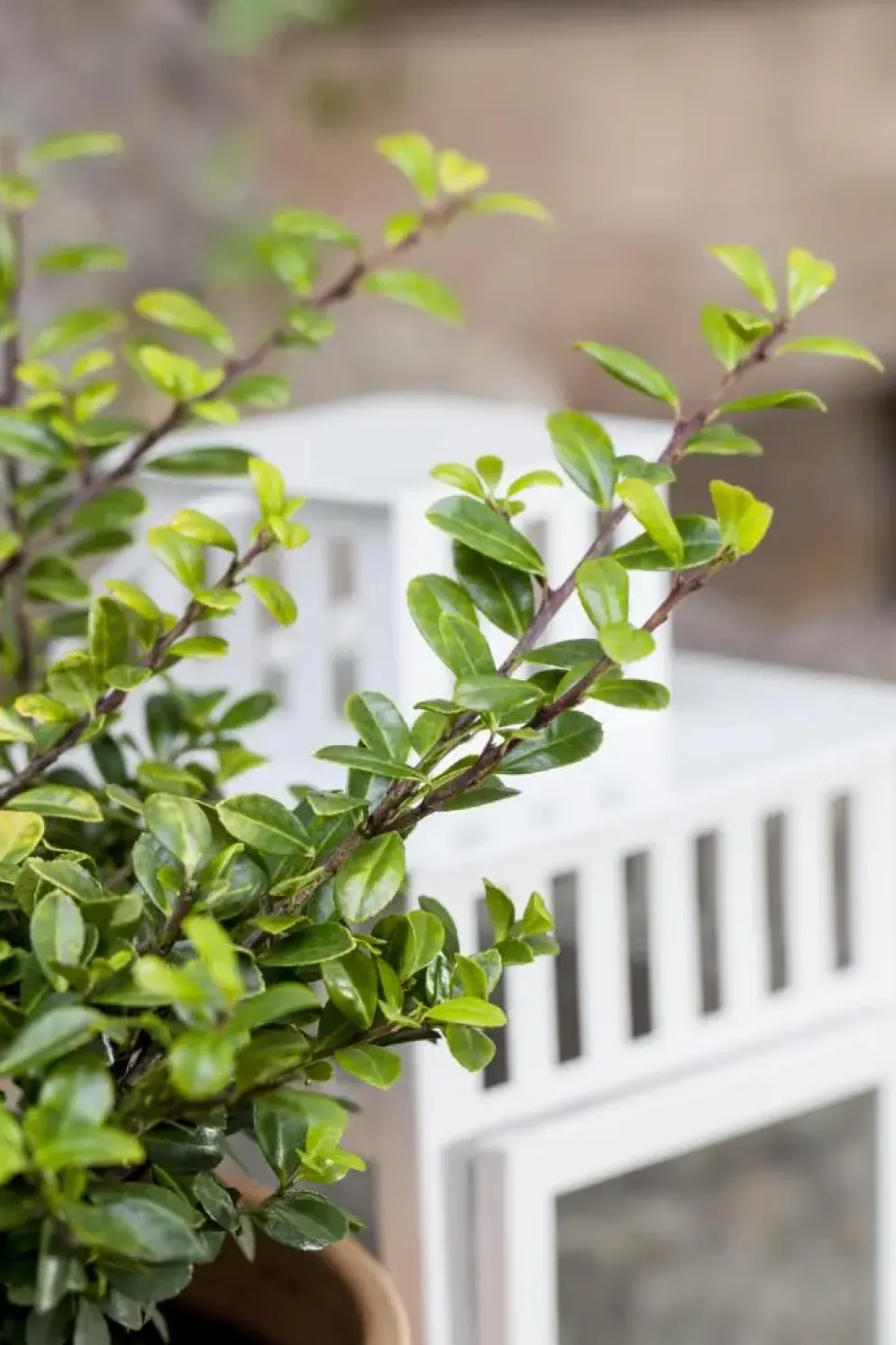 Ilex crenata (Japanse hulst)