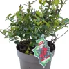Ilex meserveae 'Blue Maid' (Hulst 'Blue Maid')