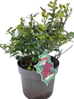 Ilex meserveae 'Blue Maid' (Hulst 'Blue Maid')