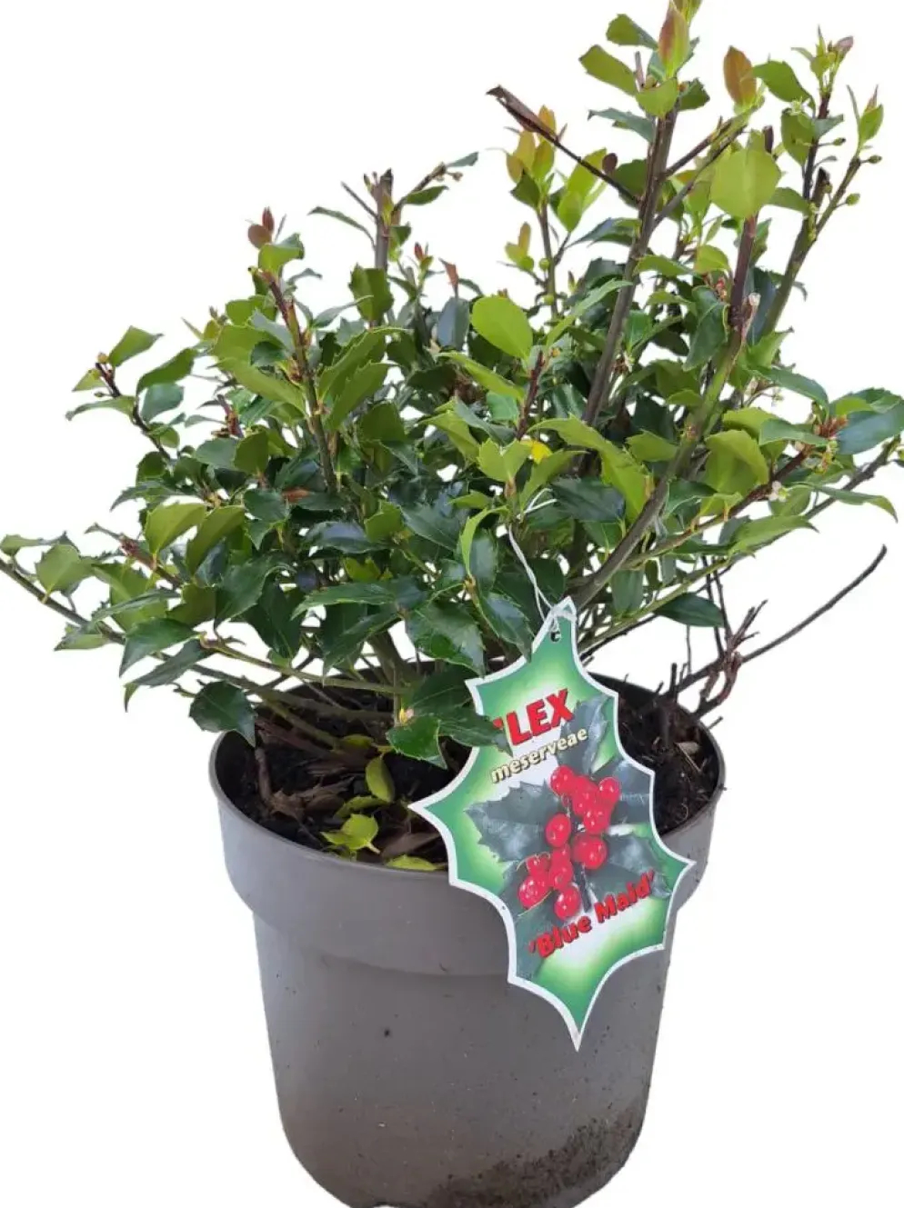 Ilex meserveae 'Blue Maid' (Hulst 'Blue Maid')
