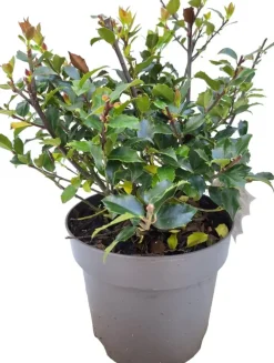 Ilex meserveae 'Blue Maid' (Hulst 'Blue Maid')