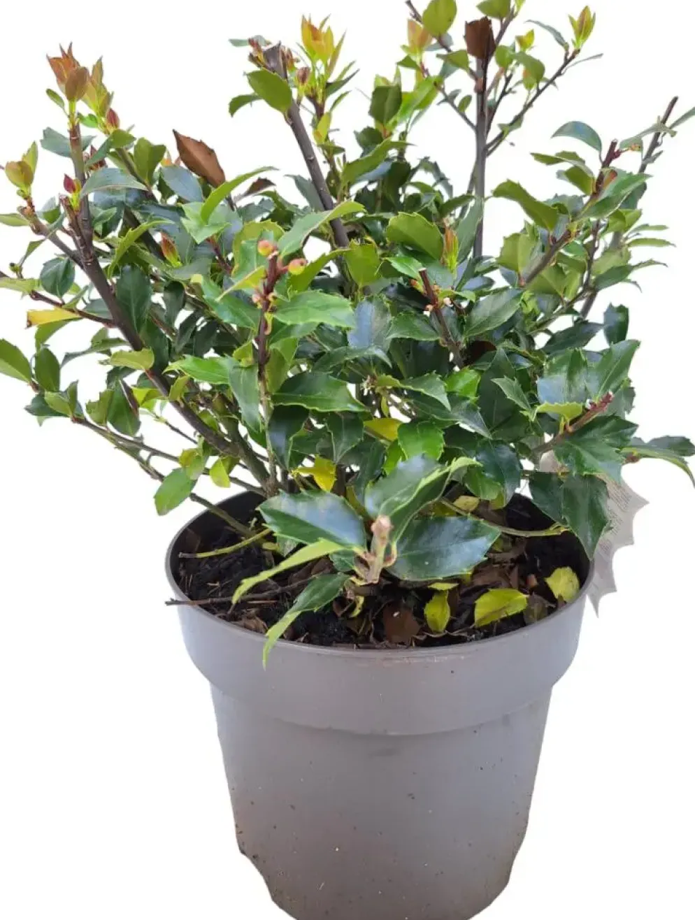 Ilex meserveae 'Blue Maid' (Hulst 'Blue Maid')
