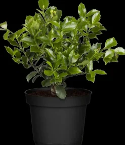 Ilex meserveae 'Blue Maid' (Hulst 'Blue Maid')