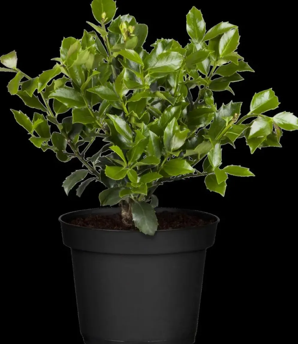 Ilex meserveae 'Blue Maid' (Hulst 'Blue Maid')