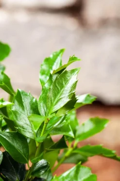 Ilex meserveae 'Blue Maid' (Hulst 'Blue Maid')