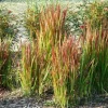 Imperata cylindrica 'Red Baron' (Japans bloedgras 'Red Baron')