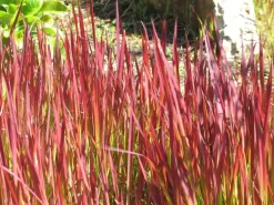 Imperata cylindrica 'Red Baron' (Japans bloedgras 'Red Baron')