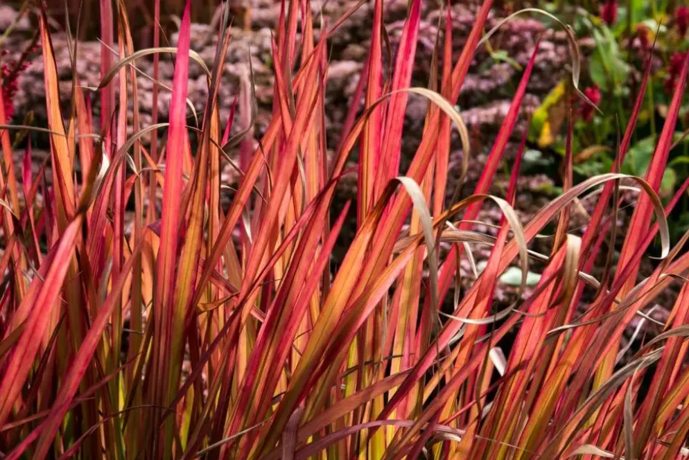 Imperata cylindrica 'Red Baron' (Japans bloedgras 'Red Baron')