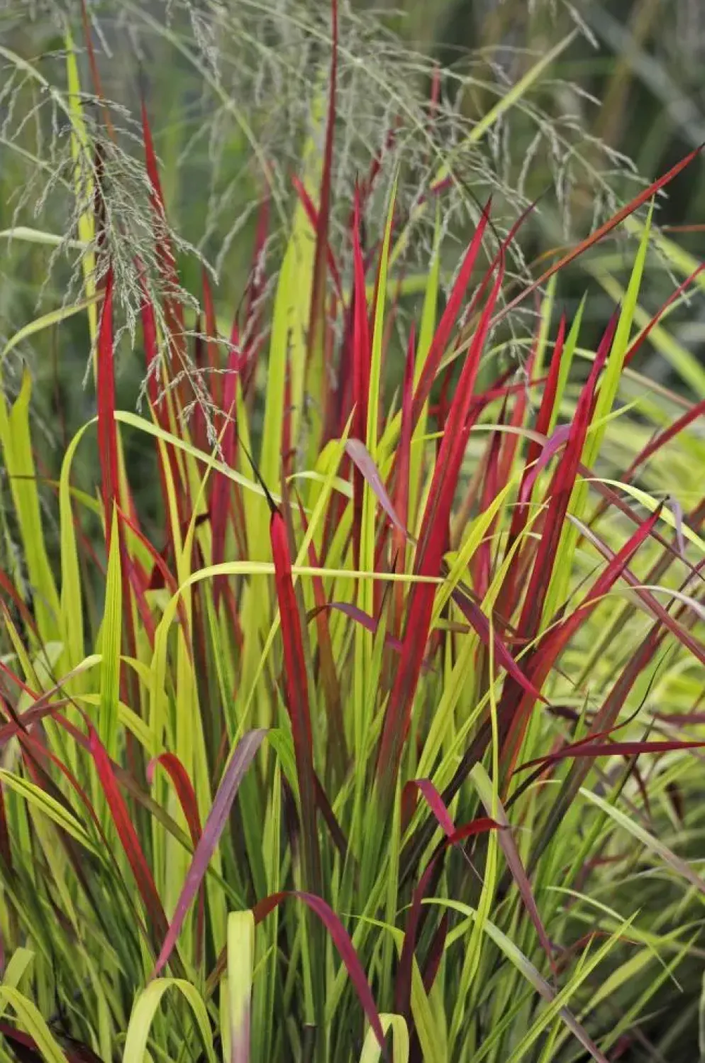 Imperata cylindrica 'Red Baron' (Japans bloedgras 'Red Baron')