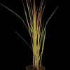 Imperata cylindrica 'Red Baron' (Japans bloedgras 'Red Baron')