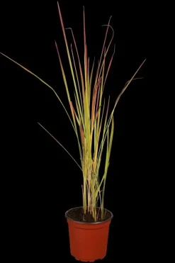 Imperata cylindrica 'Red Baron' (Japans bloedgras 'Red Baron')