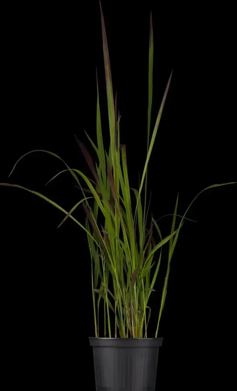 Imperata cylindrica 'Red Baron' (Japans bloedgras 'Red Baron')