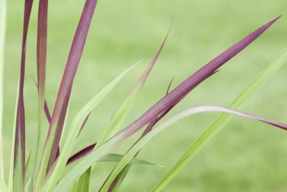 Imperata cylindrica 'Red Baron' (Japans bloedgras 'Red Baron')