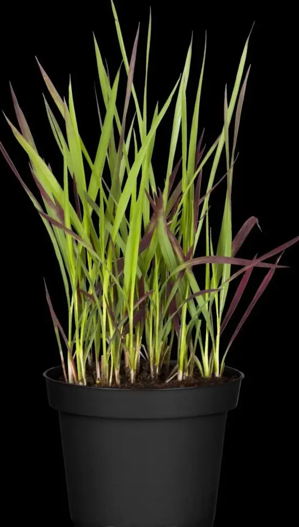 Imperata cylindrica 'Red Baron' (Japans bloedgras 'Red Baron')