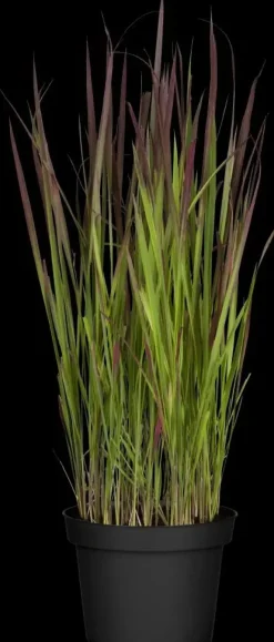 Imperata cylindrica 'Red Baron' (Japans bloedgras 'Red Baron')
