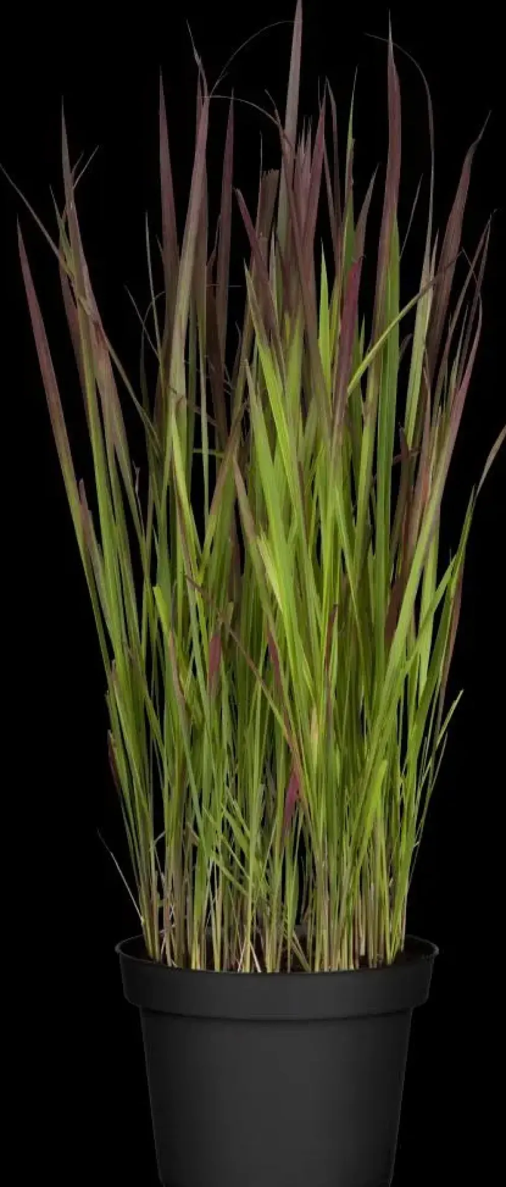 Imperata cylindrica 'Red Baron' (Japans bloedgras 'Red Baron')