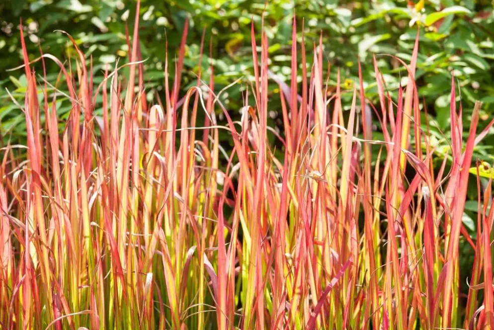 Imperata cylindrica 'Red Baron' (Japans bloedgras 'Red Baron')