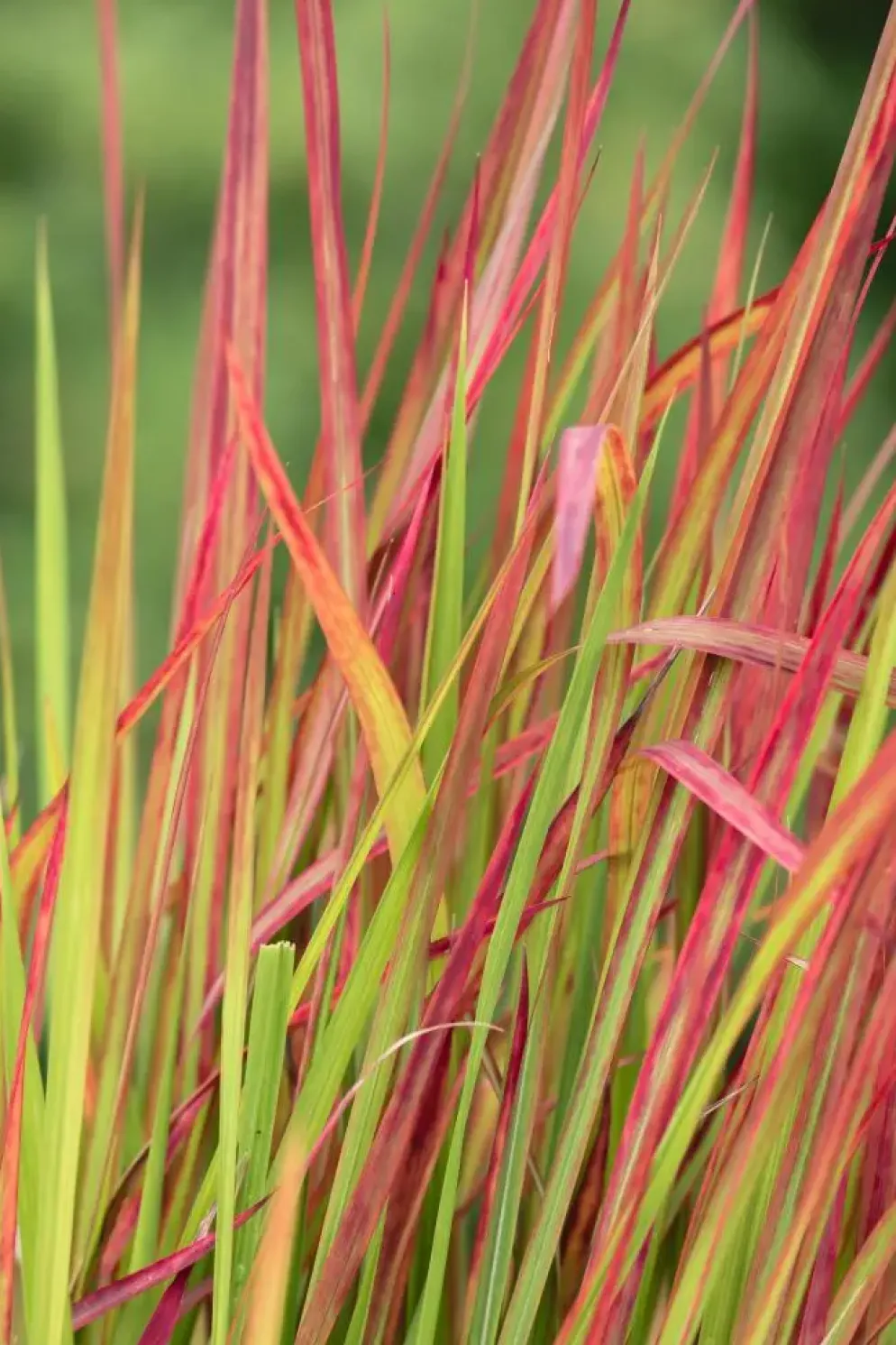 Imperata cylindrica 'Red Baron' (Japans bloedgras 'Red Baron')