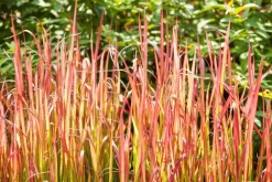 Imperata cylindrica 'Red Baron' (Japans bloedgras 'Red Baron')