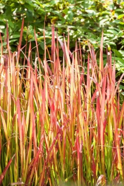 Imperata cylindrica 'Red Baron' (Japans bloedgras 'Red Baron')