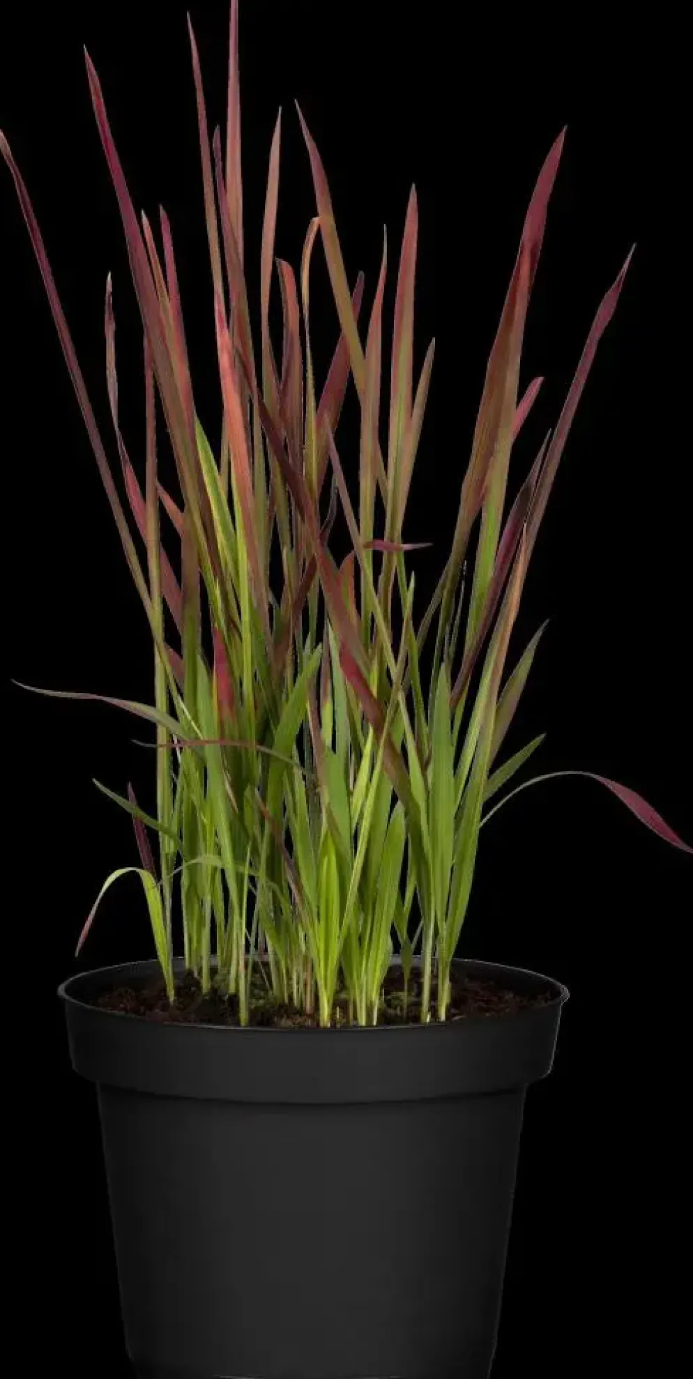 Imperata cylindrica 'Red Baron' (Japans bloedgras 'Red Baron')