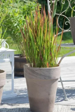 Imperata cylindrica 'Red Baron' (Japans bloedgras 'Red Baron')