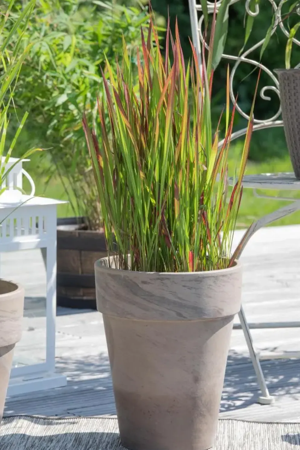 Imperata cylindrica 'Red Baron' (Japans bloedgras 'Red Baron')