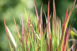 Imperata cylindrica 'Red Baron' (Japans bloedgras 'Red Baron')