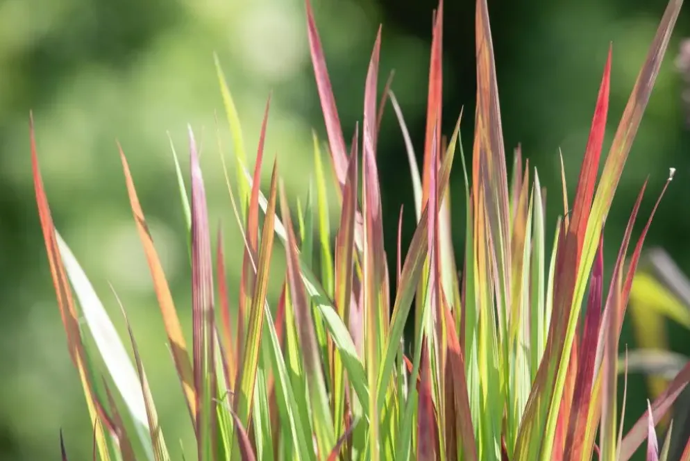 Imperata cylindrica 'Red Baron' (Japans bloedgras 'Red Baron')