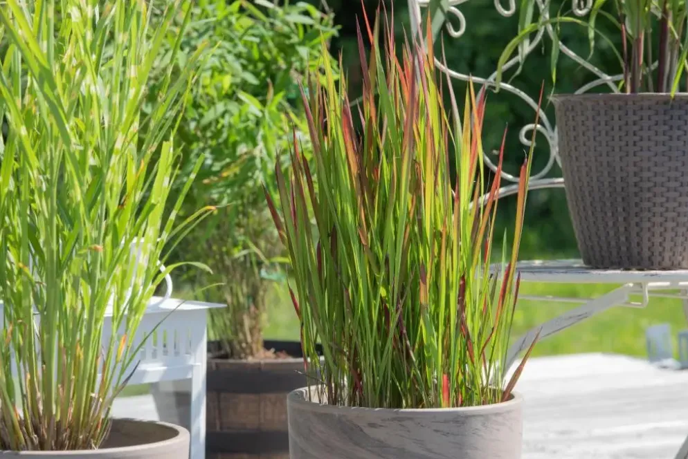 Imperata cylindrica 'Red Baron' (Japans bloedgras 'Red Baron')