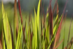 Imperata cylindrica 'Red Baron' (Japans bloedgras 'Red Baron')