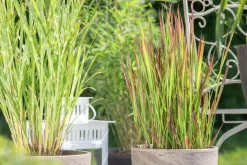 Imperata cylindrica 'Red Baron' (Japans bloedgras 'Red Baron')