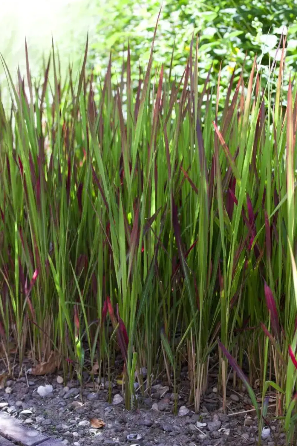 Imperata cylindrica 'Red Baron' (Japans bloedgras 'Red Baron')