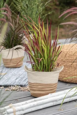 Imperata cylindrica 'Red Baron' (Japans bloedgras 'Red Baron')