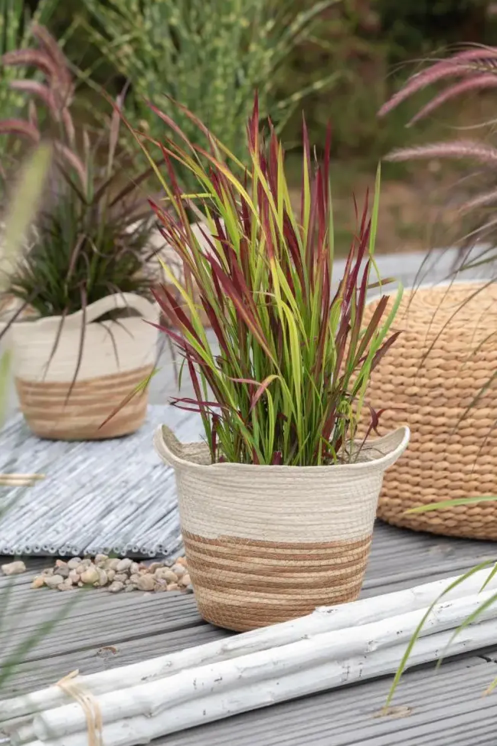 Imperata cylindrica 'Red Baron' (Japans bloedgras 'Red Baron')