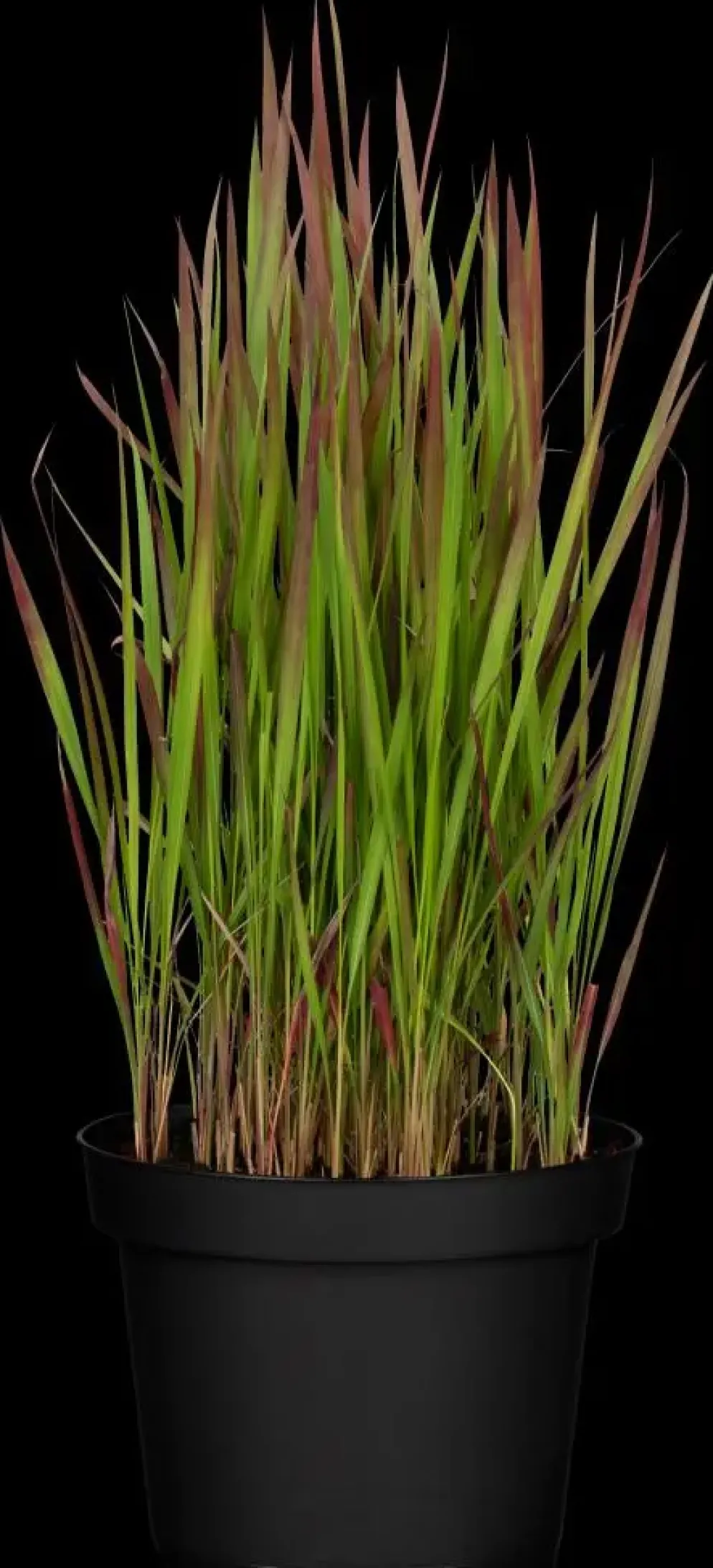 Imperata cylindrica 'Red Baron' (Japans bloedgras 'Red Baron')