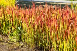 Imperata cylindrica 'Red Baron' (Japans bloedgras 'Red Baron')