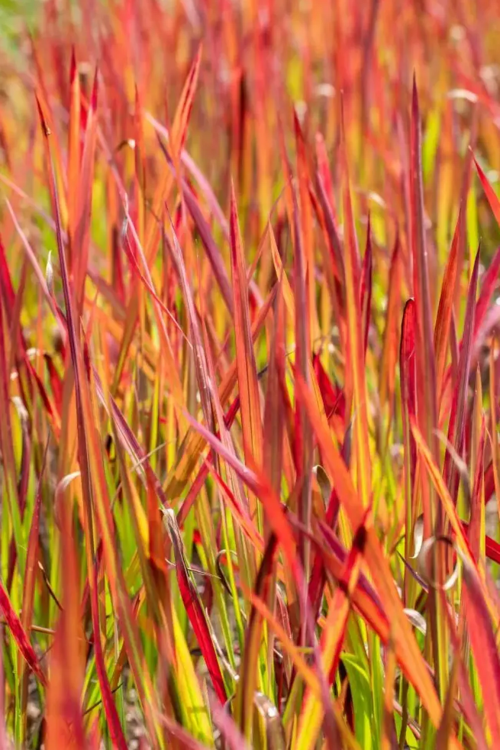 Imperata cylindrica 'Red Baron' (Japans bloedgras 'Red Baron')