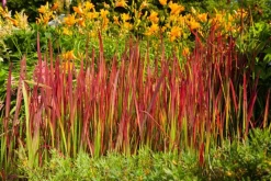 Imperata cylindrica 'Red Baron' (Japans bloedgras 'Red Baron')