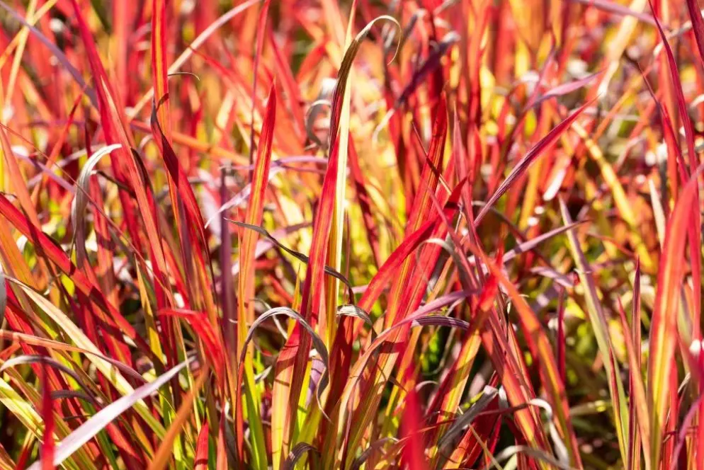 Imperata cylindrica 'Red Baron' (Japans bloedgras 'Red Baron')
