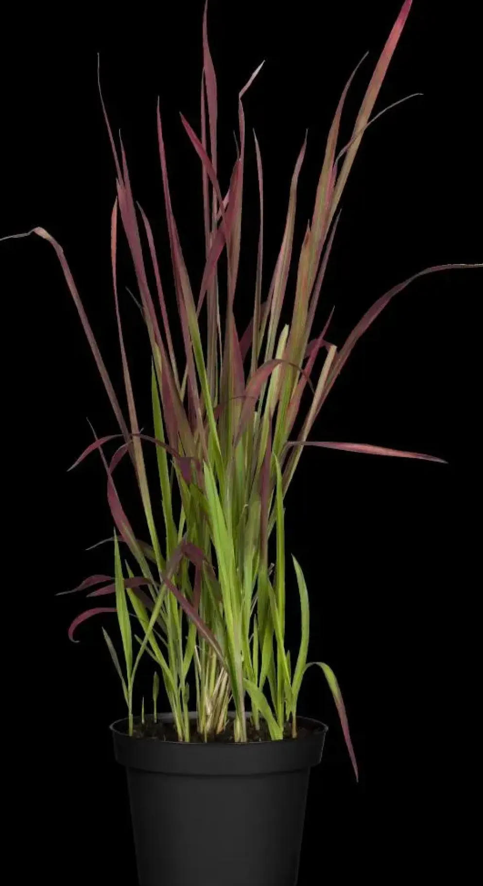 Imperata cylindrica 'Red Baron' (Japans bloedgras 'Red Baron')