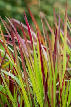 Imperata cylindrica 'Red Baron' (Japans bloedgras 'Red Baron')