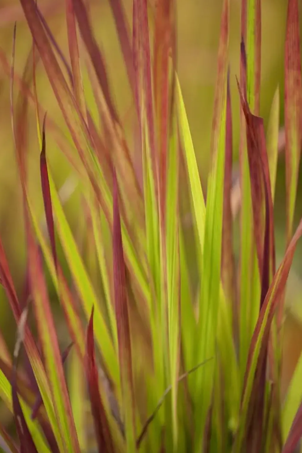 Imperata cylindrica 'Red Baron' (Japans bloedgras 'Red Baron')