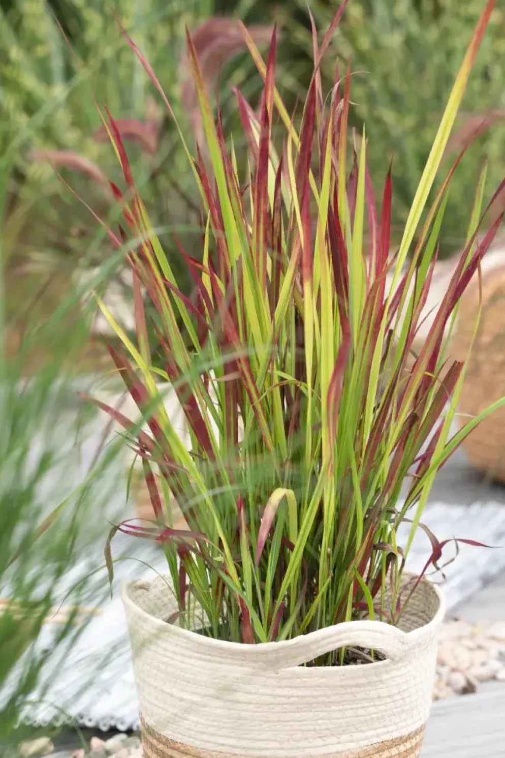 Imperata cylindrica 'Red Baron' (Japans bloedgras 'Red Baron')